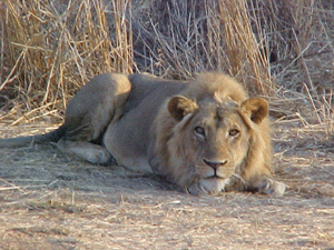 Solitary young male lion near Old Mdonya River. 